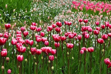 Tulip Field Just Outside of Town